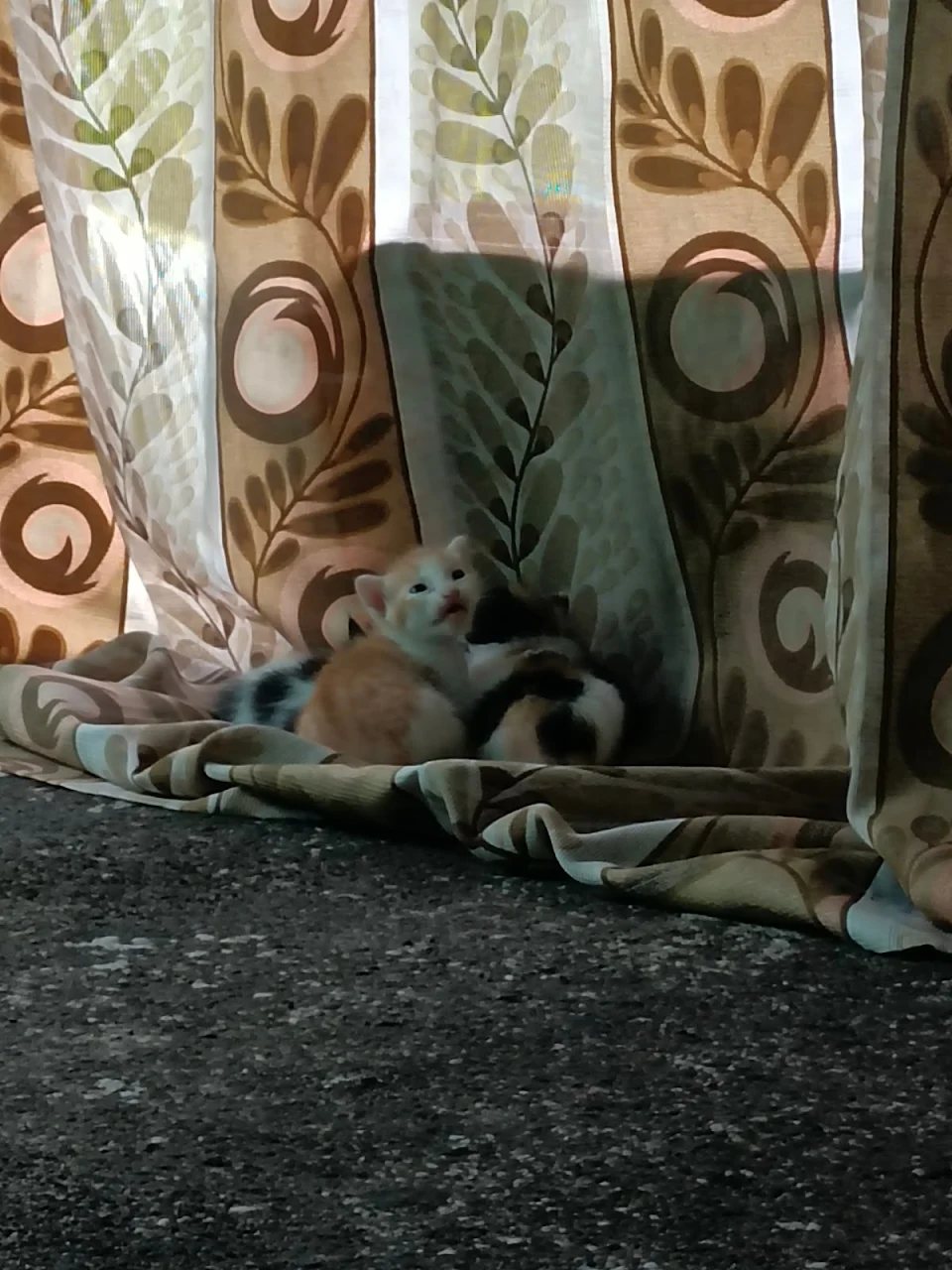 Found some kittens on my house terrace, What should I do?