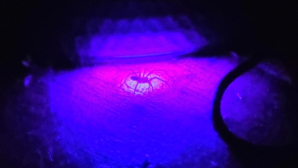 Spotted a tiny spider working on its tan under the light on my router.
