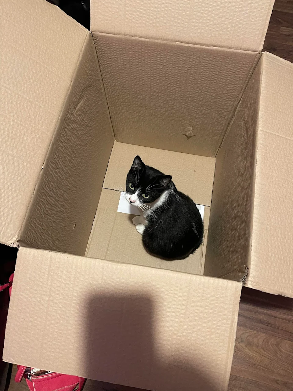 Cat-in-a-Box! My gorgeous Rose!