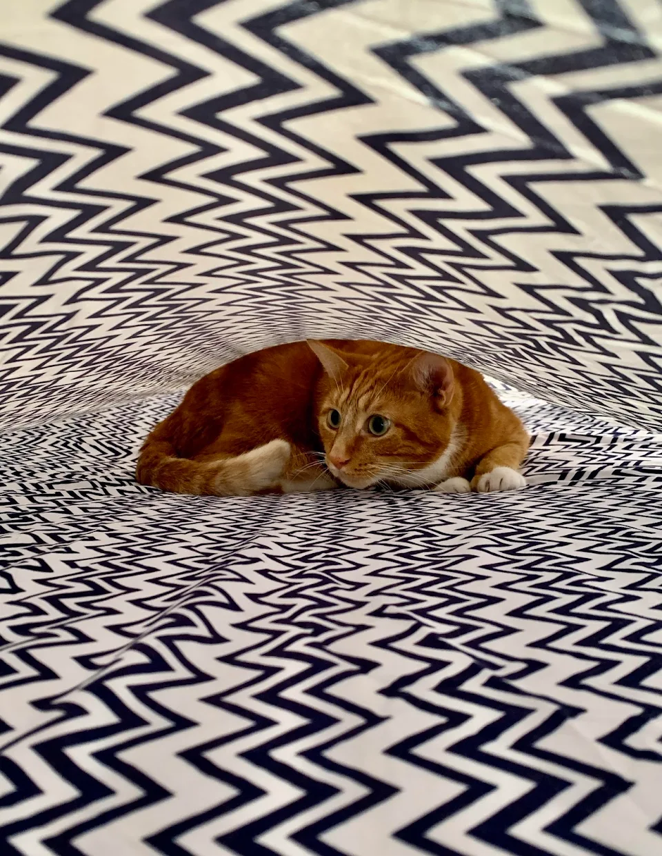My cat underneath the sheets