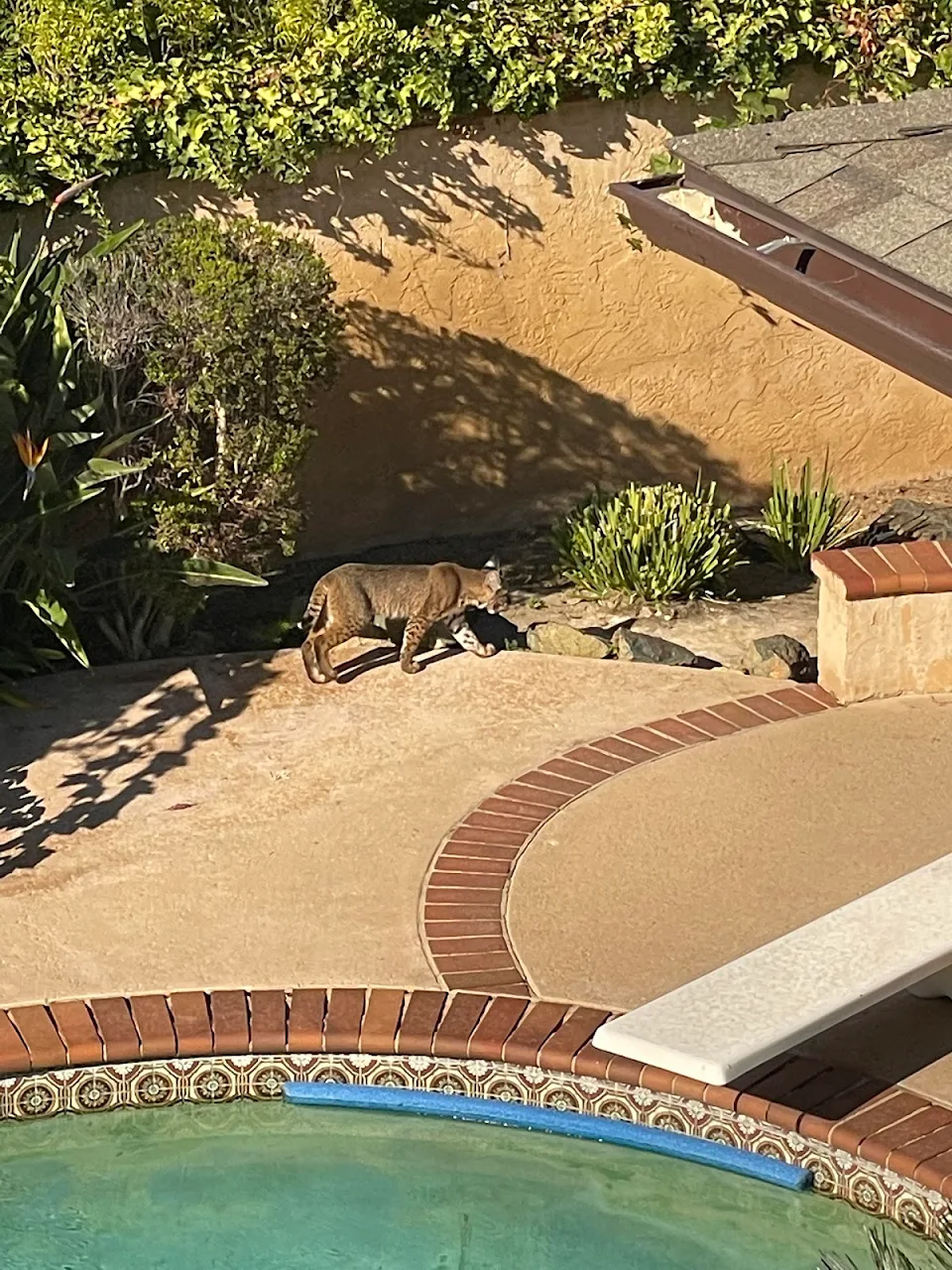 This kitty has been lurking in the backyard for a couple hours now. San Diego, CA