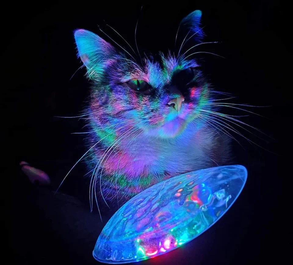 Our cat is obsessed with our Nebula light.