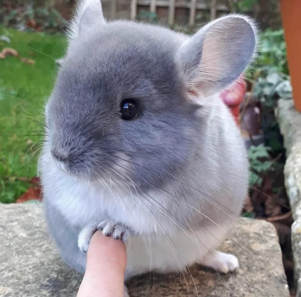 A Chinchilla trying to hold a person's finger