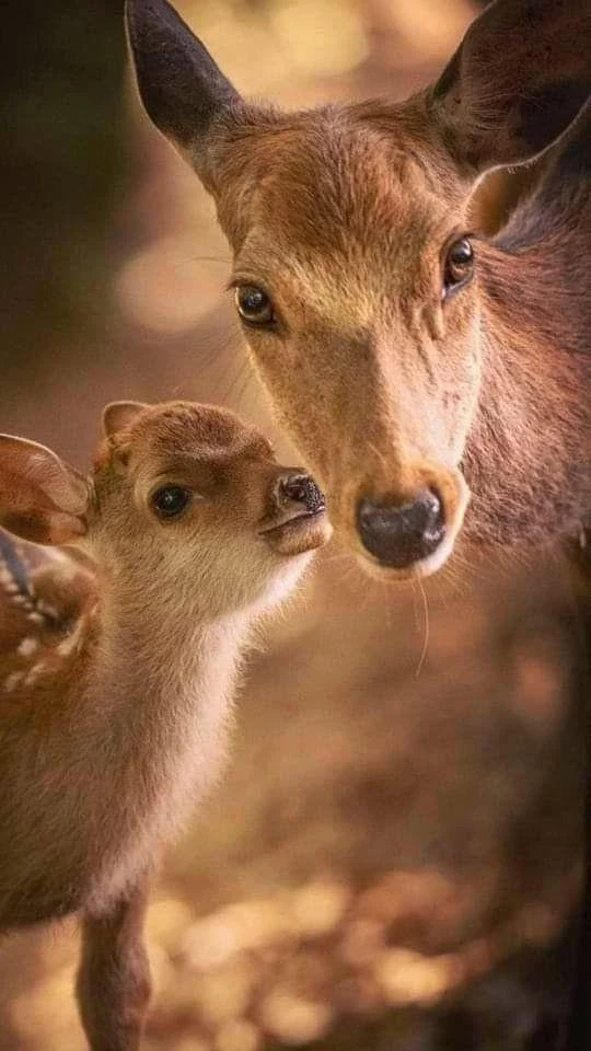 Mother White Tailed Deer And Baby Doe