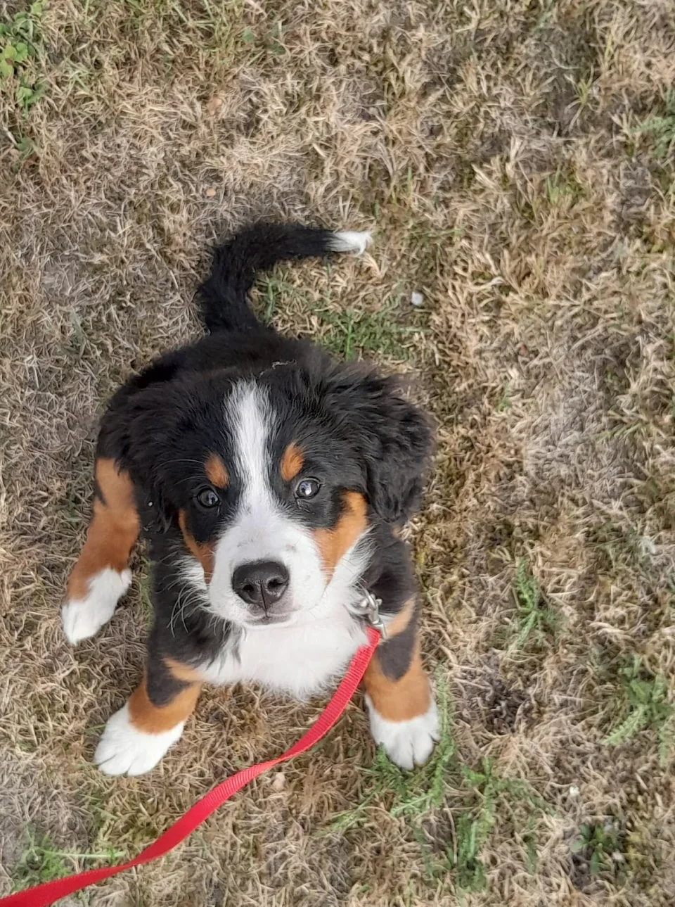 Meet Aina, the newest member of our household. She's a Bernese mountaindog 14 weeks of age.