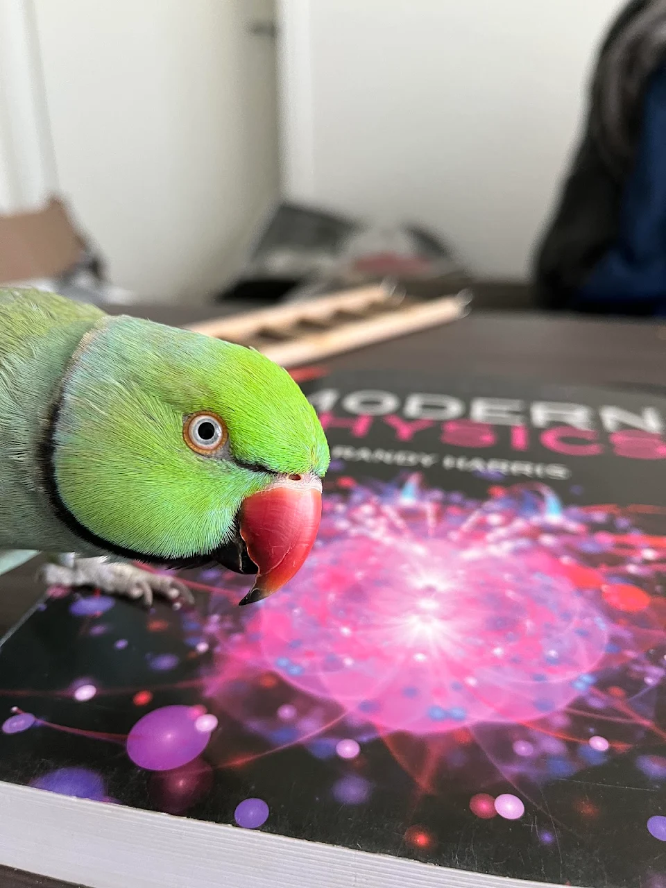My parrot claims it’s his book