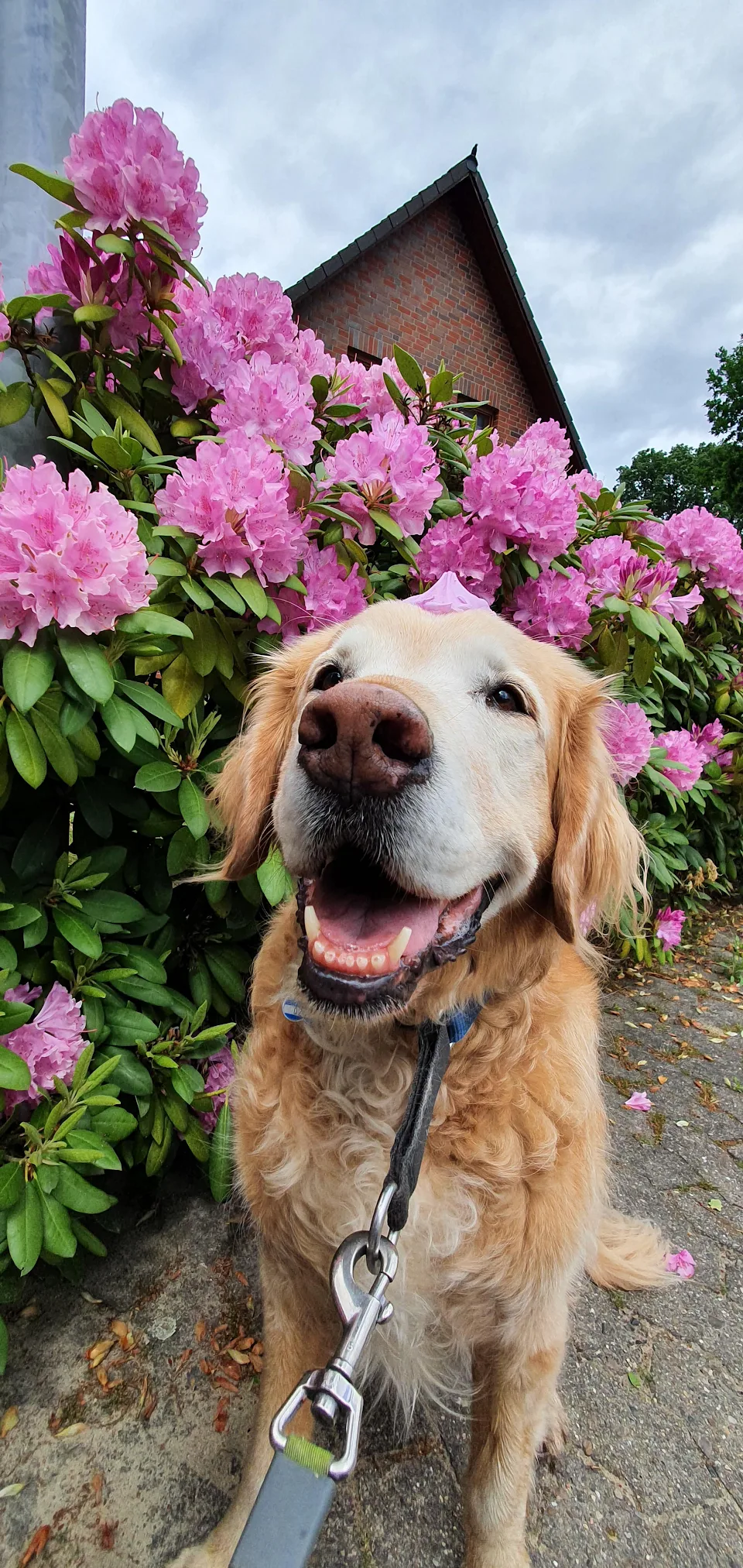 A very good flower boy