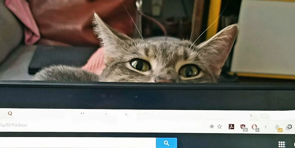 When I am working, my cat: