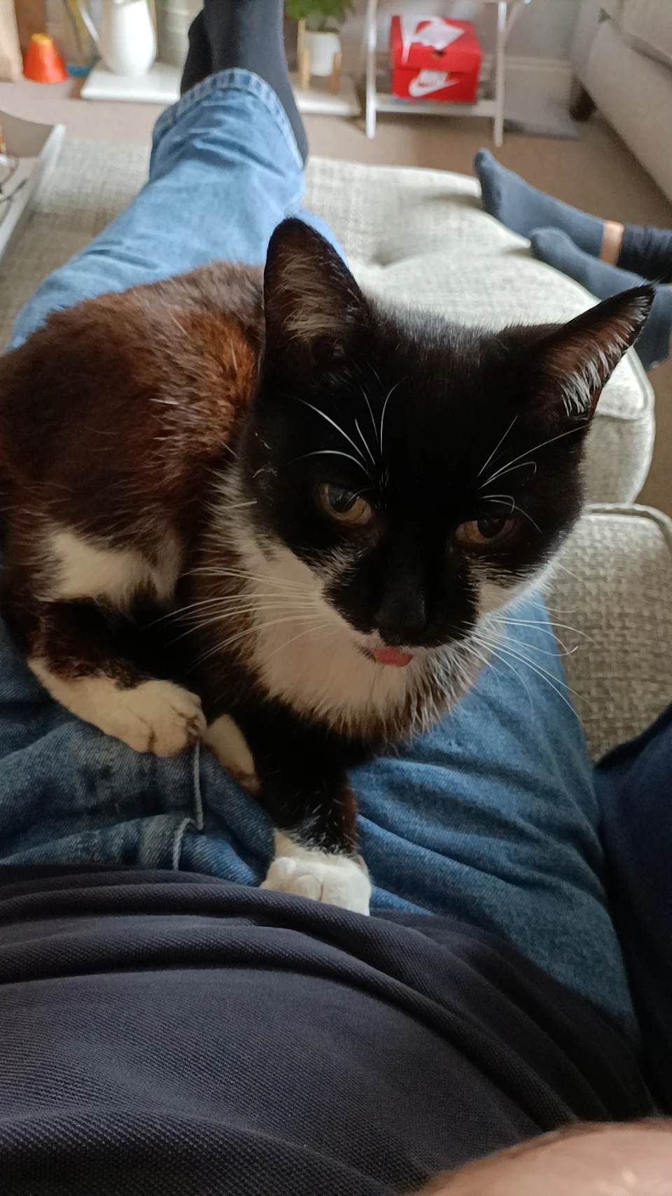 I need to go to work but Lola (15F) has sat on me, do I need to quit my job ?