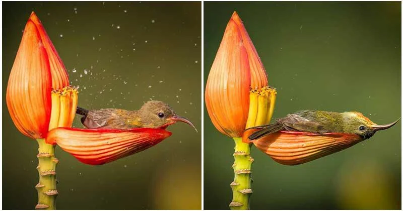 Tiny bird uses flower petal as it’s bathtub