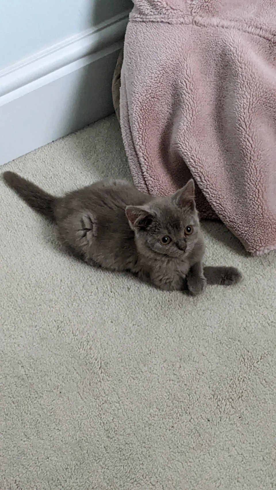 First pet and first time cat owner. Fiance and I got this little guy. Any tips?