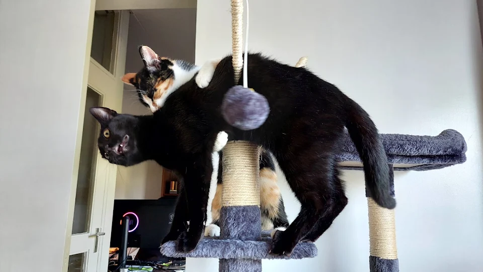 I couldn't stop laughing at this picture of my cats 🤣 (they were just playing)