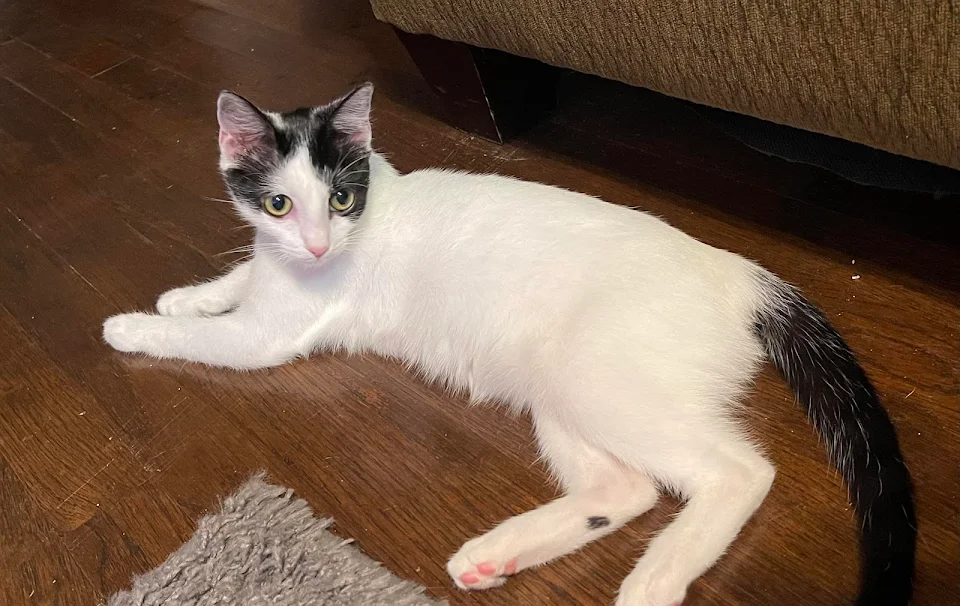 This is Squeaks-the five month old pregnant kitten we took in after abandonment by neighbors. She’ll be spayed on Monday and will officially be a member of our family.