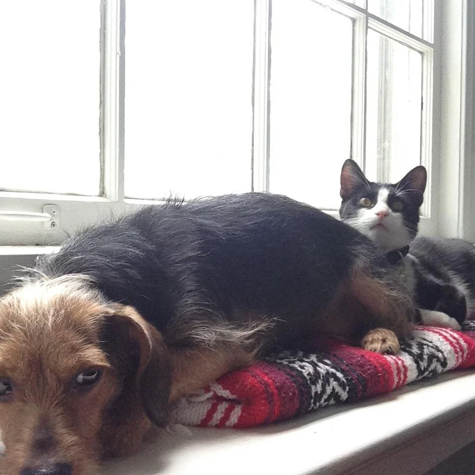 Before I adopted a second pupper, he was BFFs with my roommate’s cat