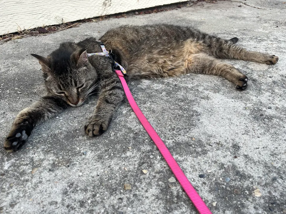 Due to the heatwave, CornNut’s evening walks are naps 🥰