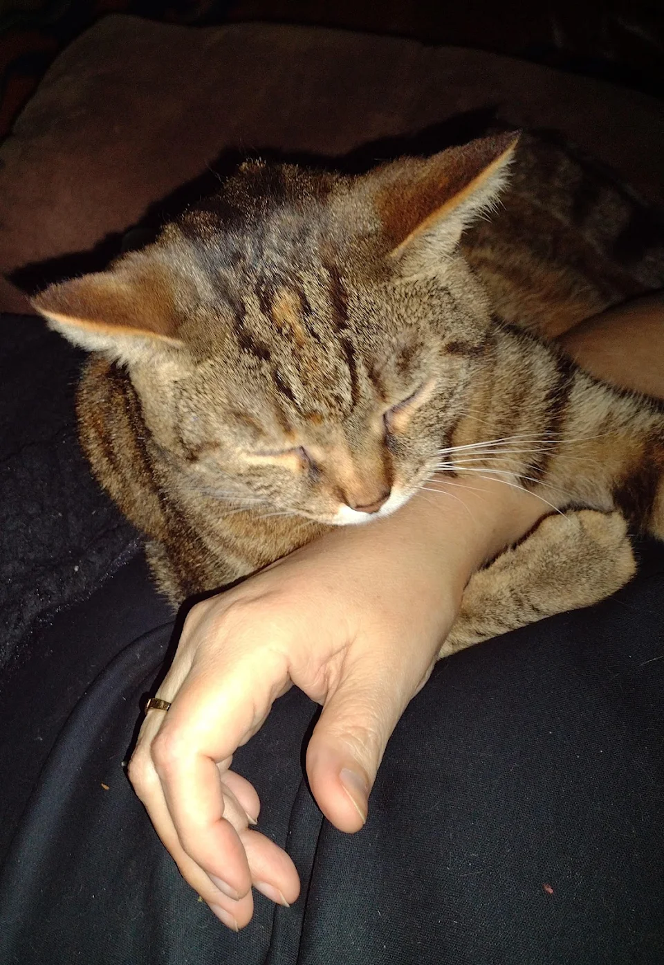The cat who wouldn't come within six feet of a human a year ago, whose paw is now hugging my wrist