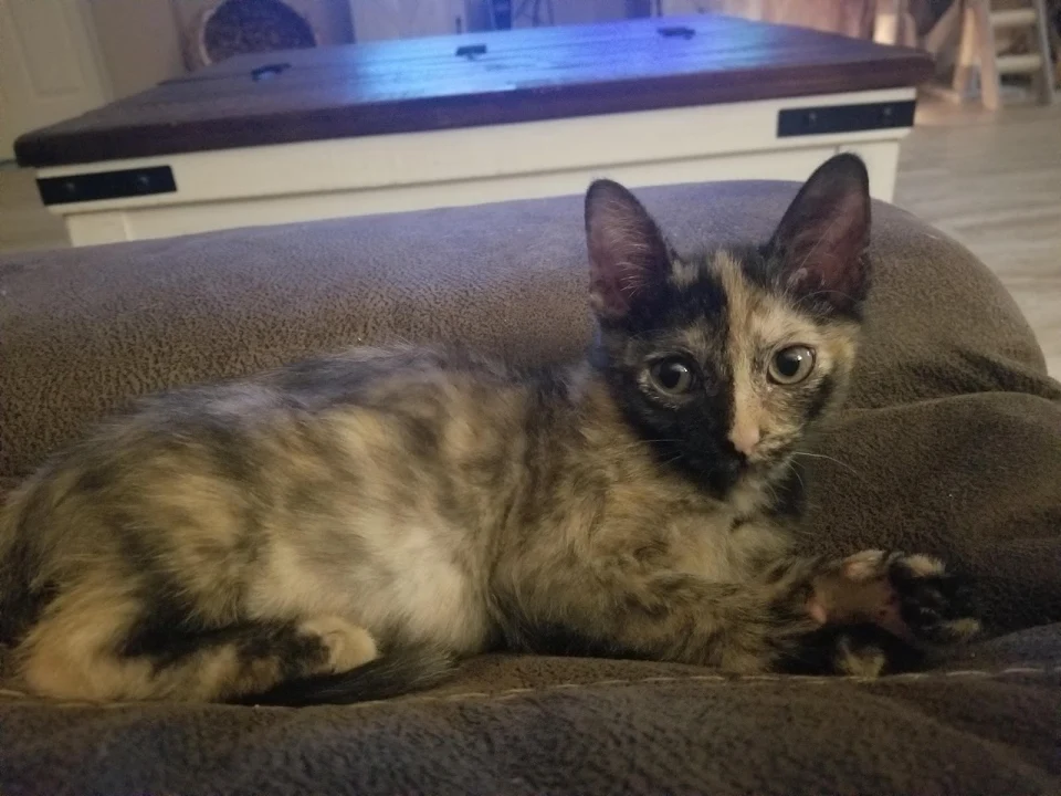 Our new addition, Mocha! Shes super sweet and playful.