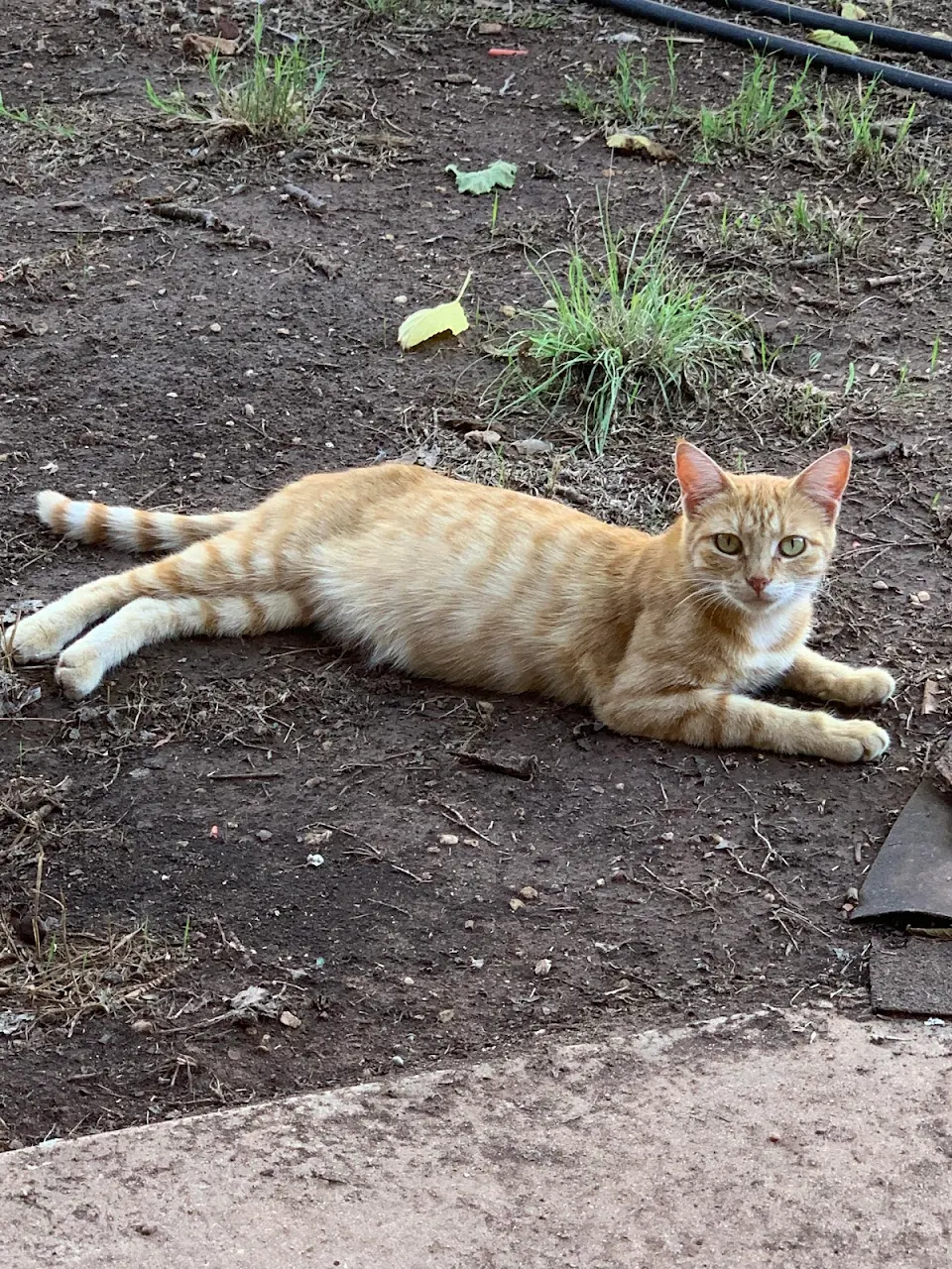 Tom The Stray Cat (question in comments)