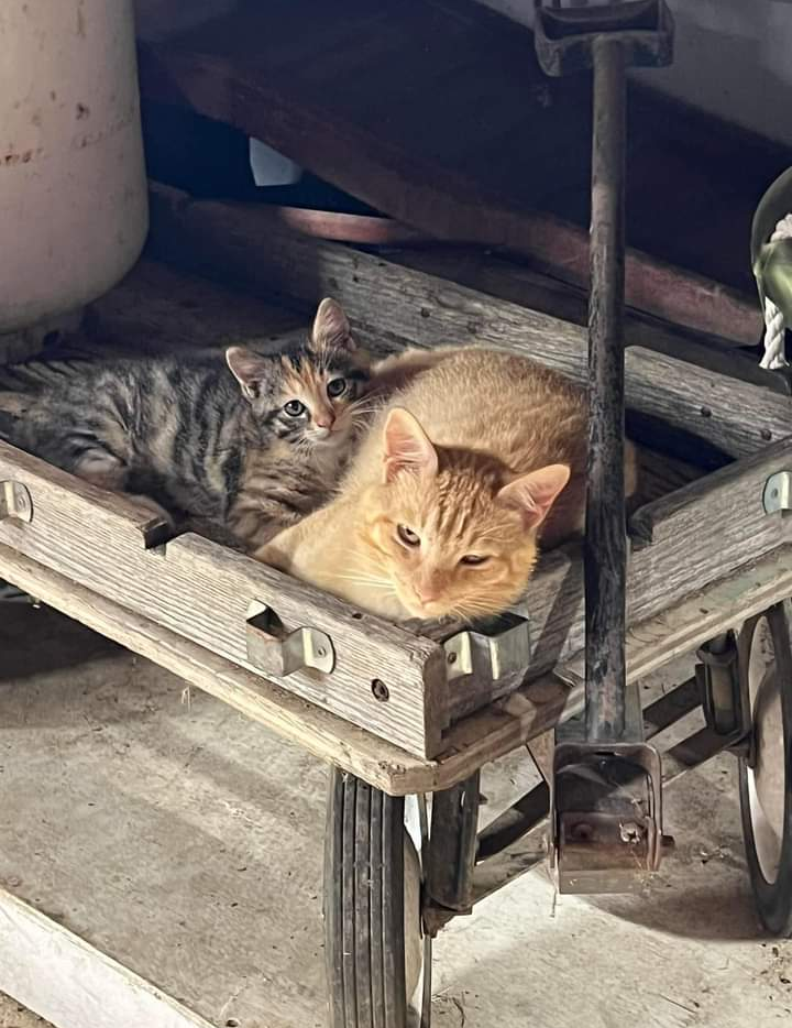 They made themselves comfortable while I was working in the garage
