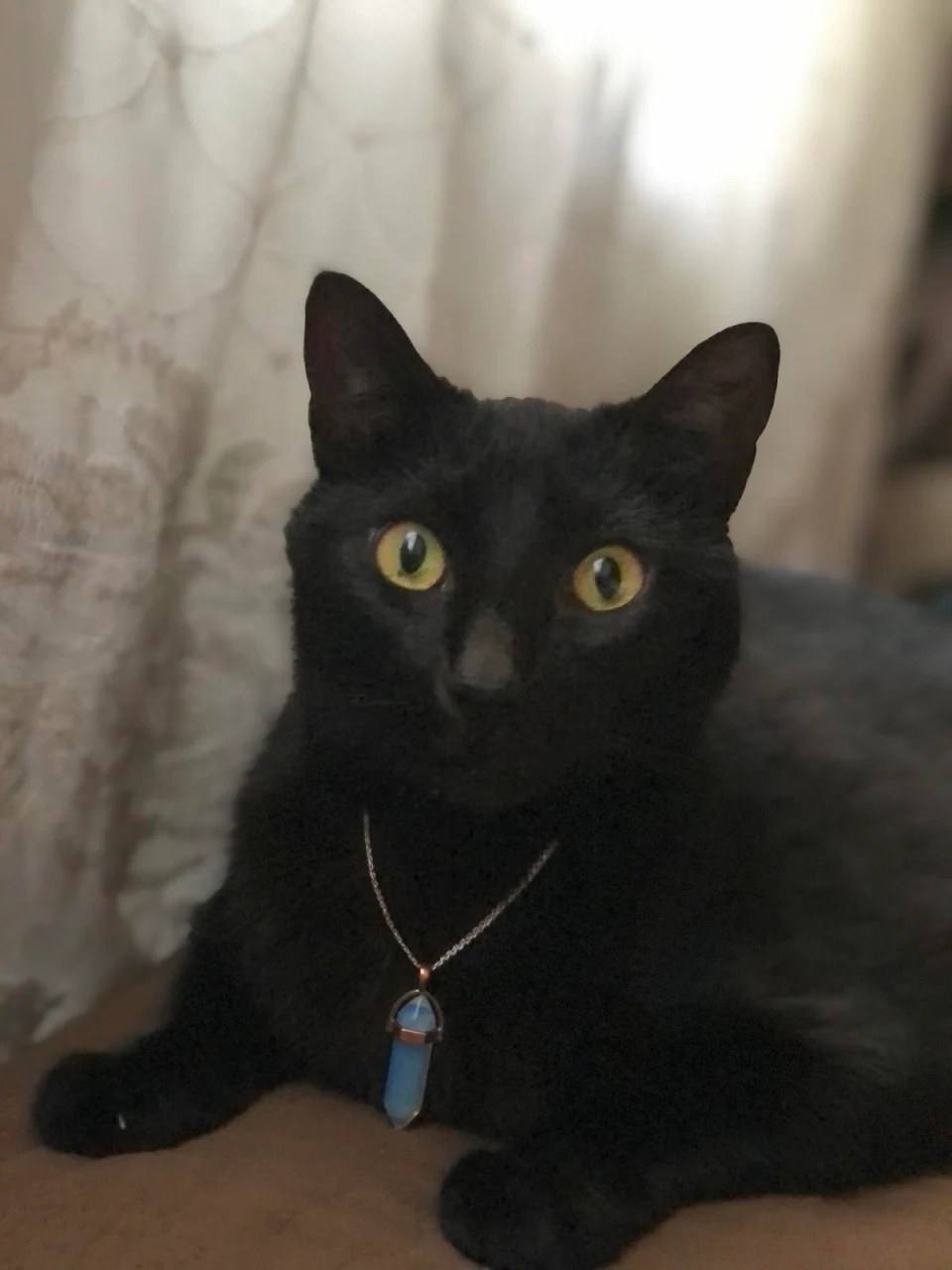 Meet my beautiful black cat, Sheila.