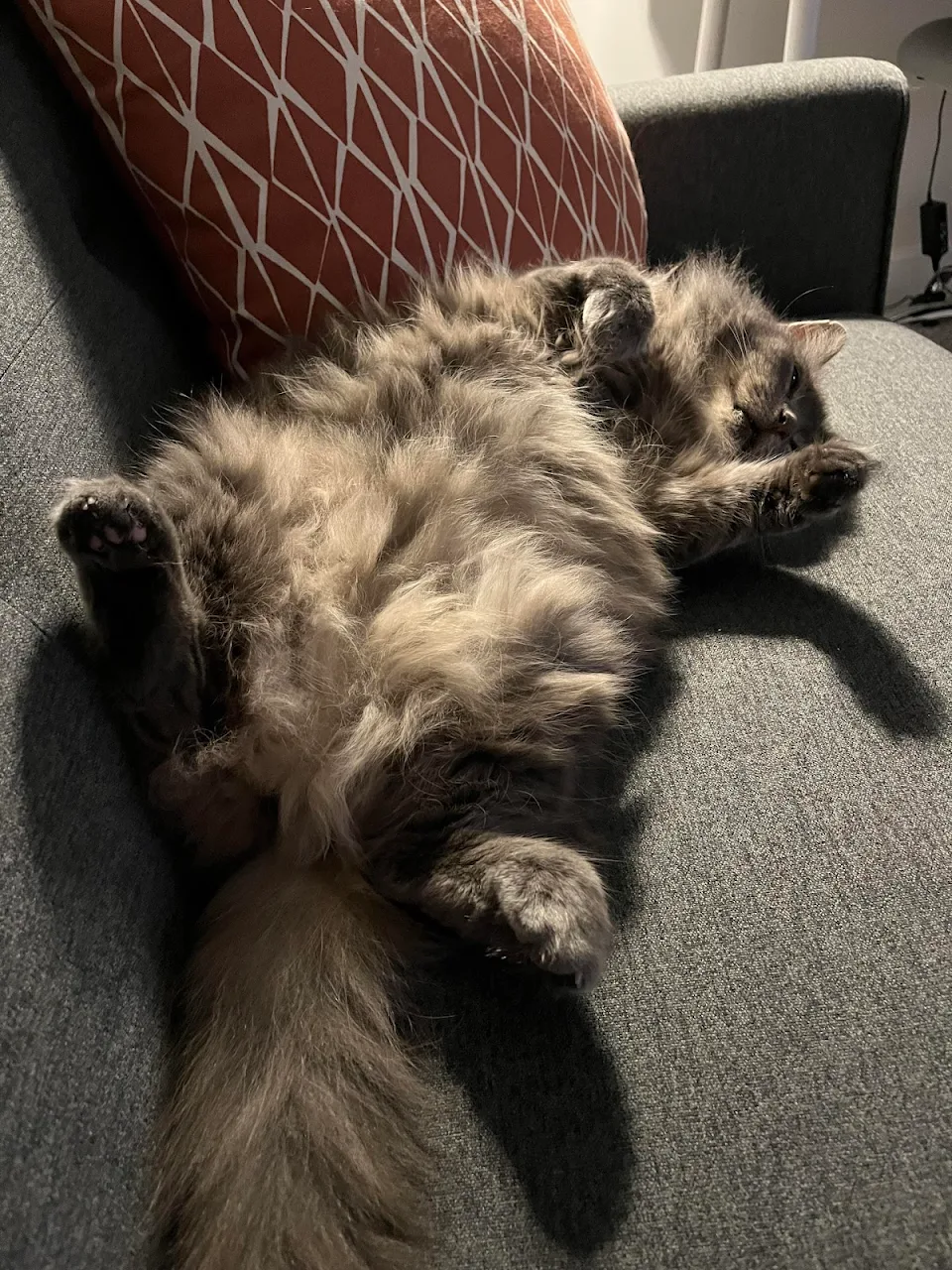 I’m 98% sure it’s a trap but I’m still compelled to ruffle my guy’s floofy belly, wish me luck