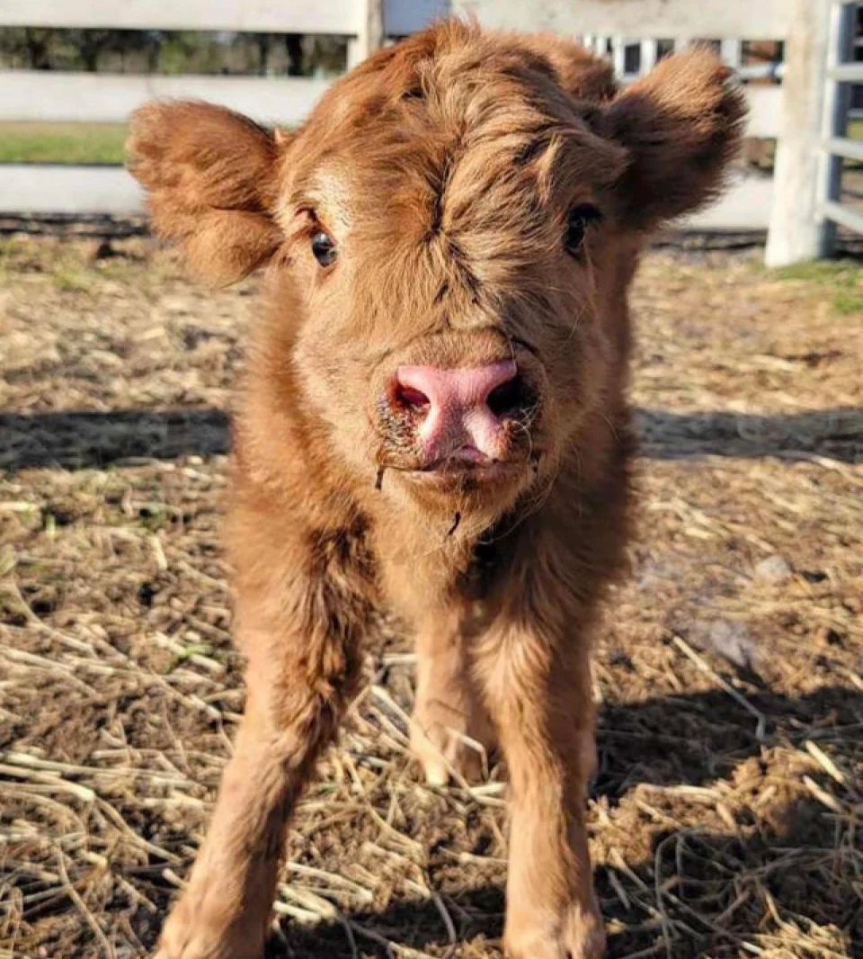 one of our prettiest babies of the season ! A Scottish highland heifer named Dani ❤️ ( Cow Creek Farm | Plant City , Florida )
