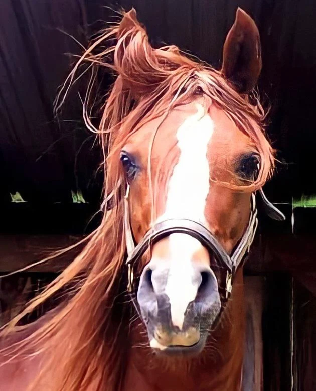 My Arabian Stallion 💙🐴