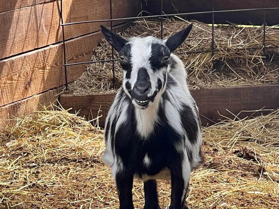 This goat at the zoo today. He was special.
