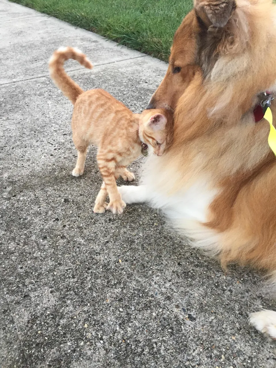 Our dog is gentle with all cats in the neighborhood