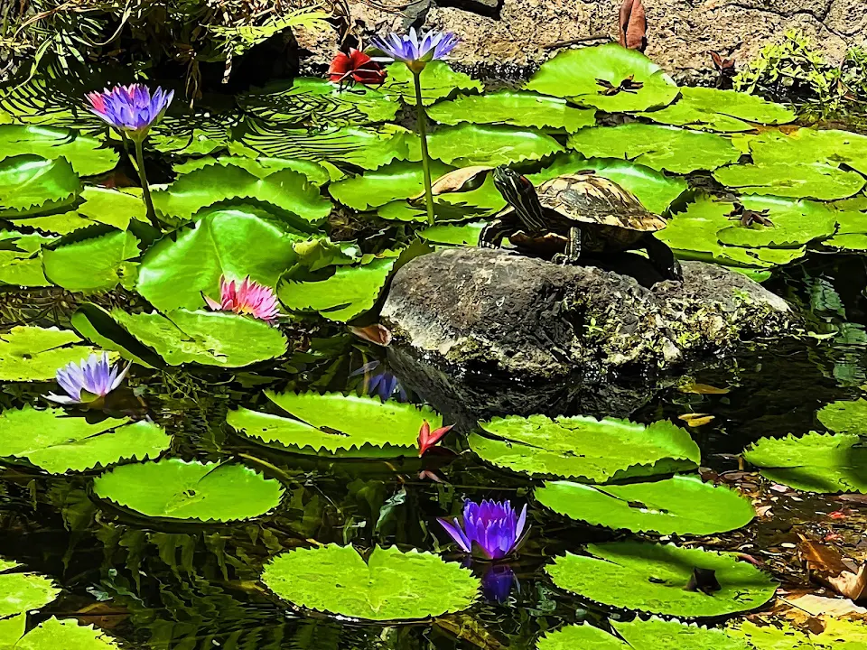 A turtle living his best life (Maui, Hawai’i)