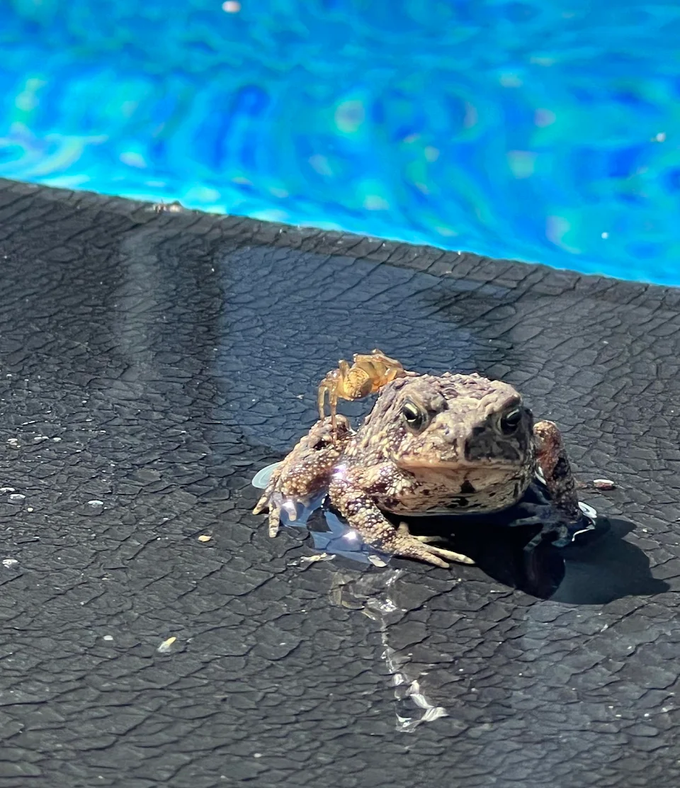 This frog chillin’ in my pool with a spider on his back