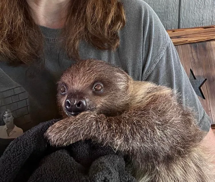 My SIL got to hold a baby sloth. So happy for her, but my Lord, so jealous.
