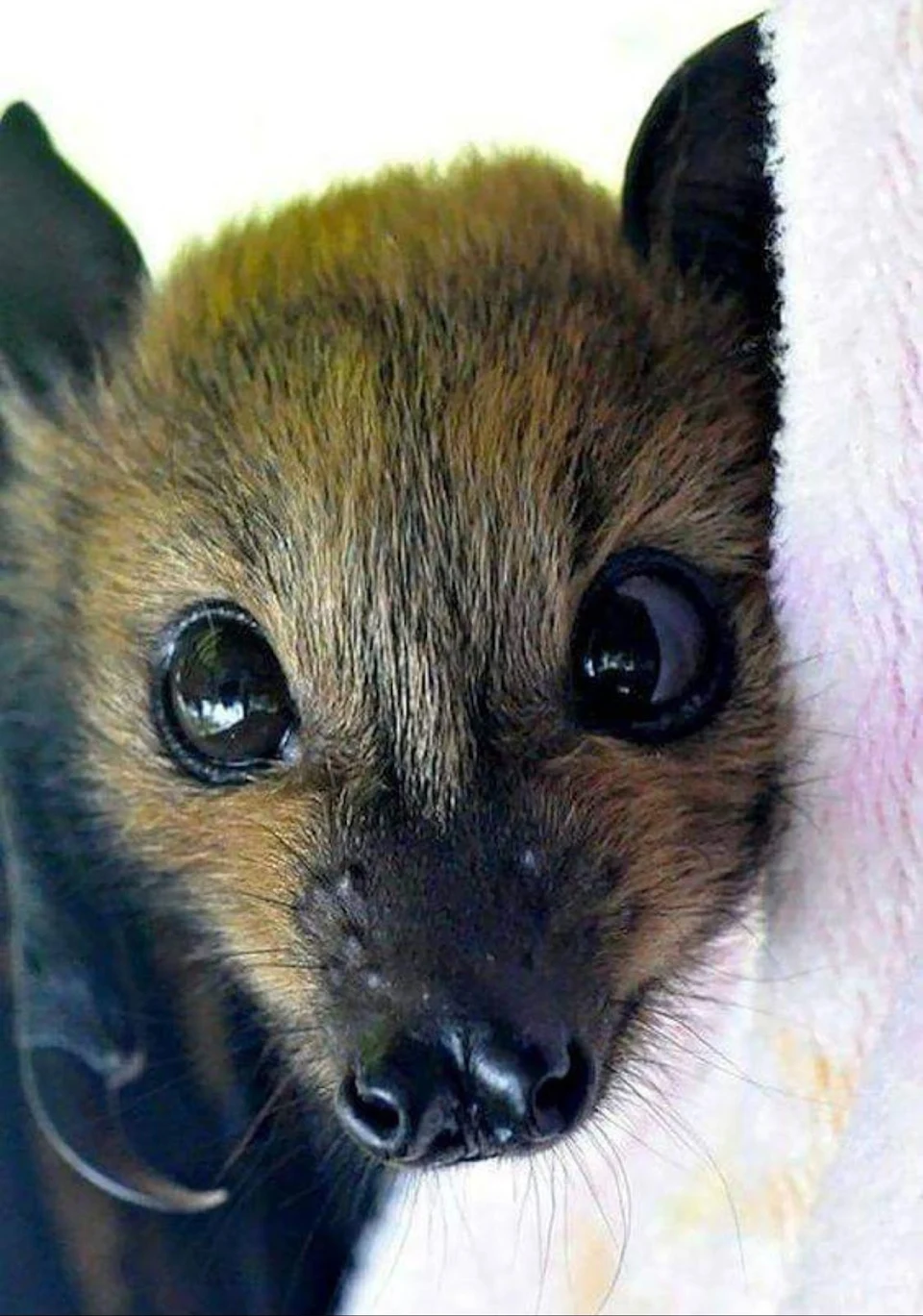 Benny the gray-headed fruit bat wants to tell you to take it easy today.