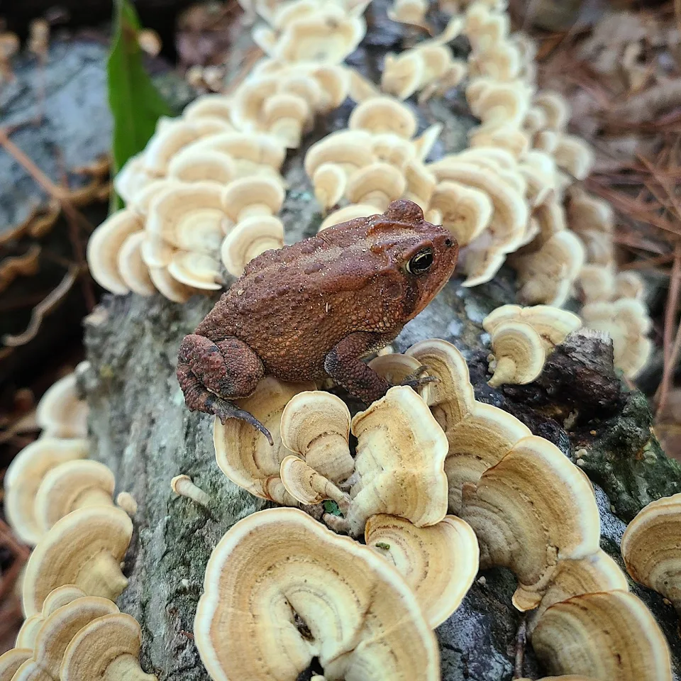 A friendly toad on a log in my yard