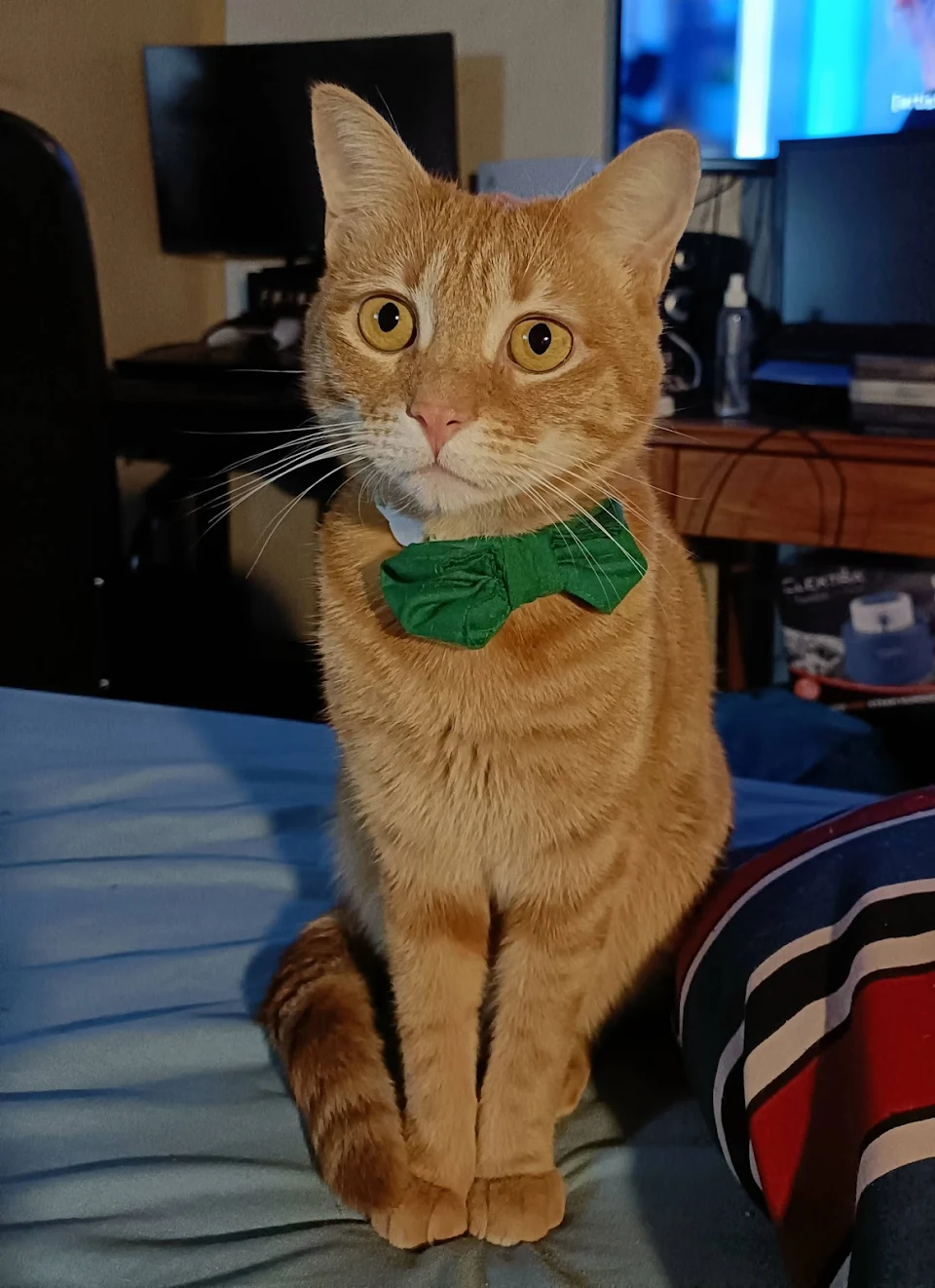 My wife made him the bowtie and now he's a dapper young man