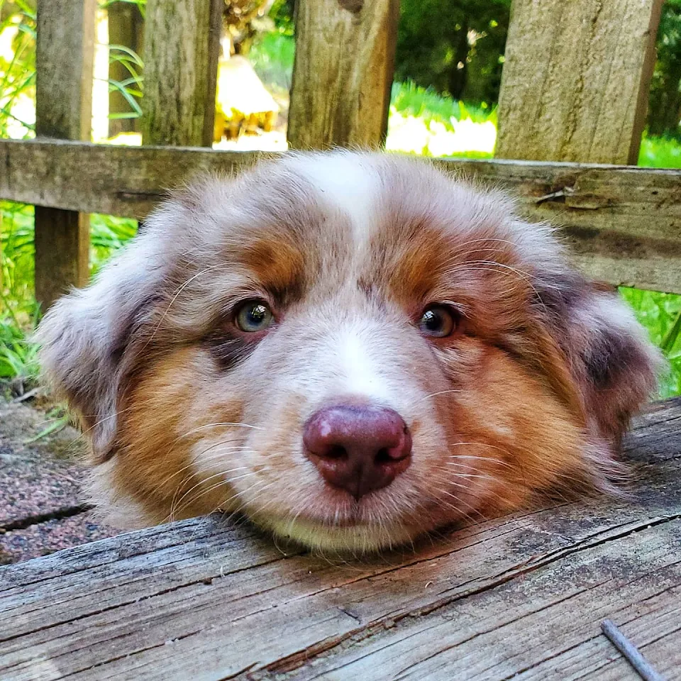 My dad's Aussie looks like a muppet.