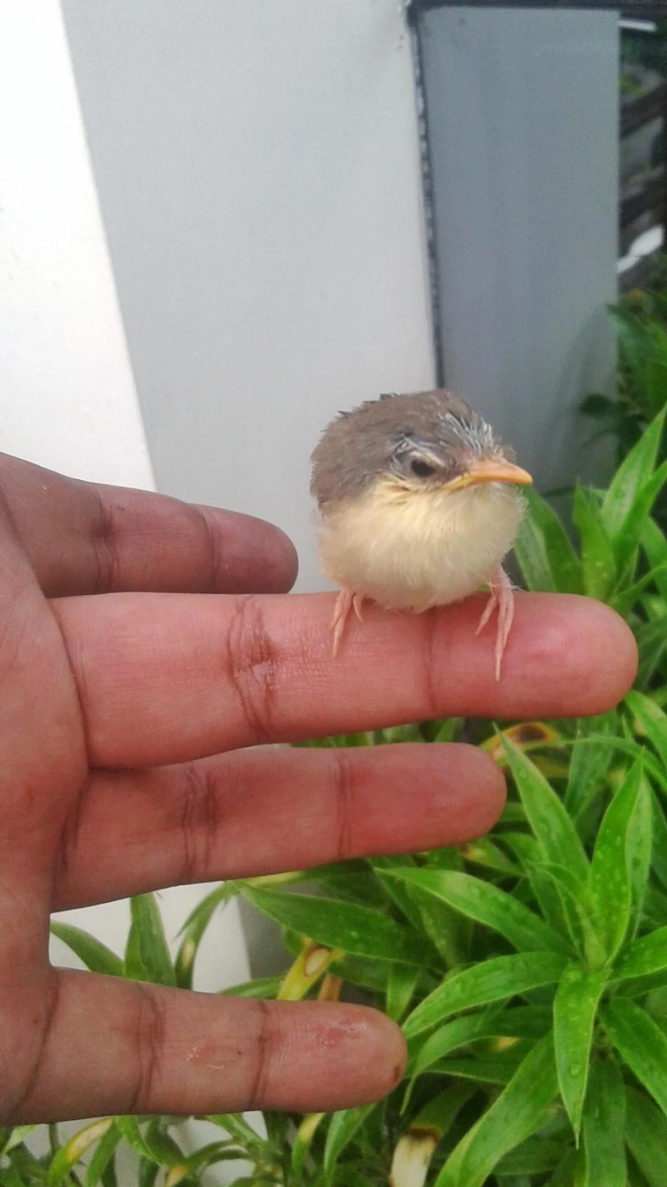 A fledgling perched comfortably on my finger.