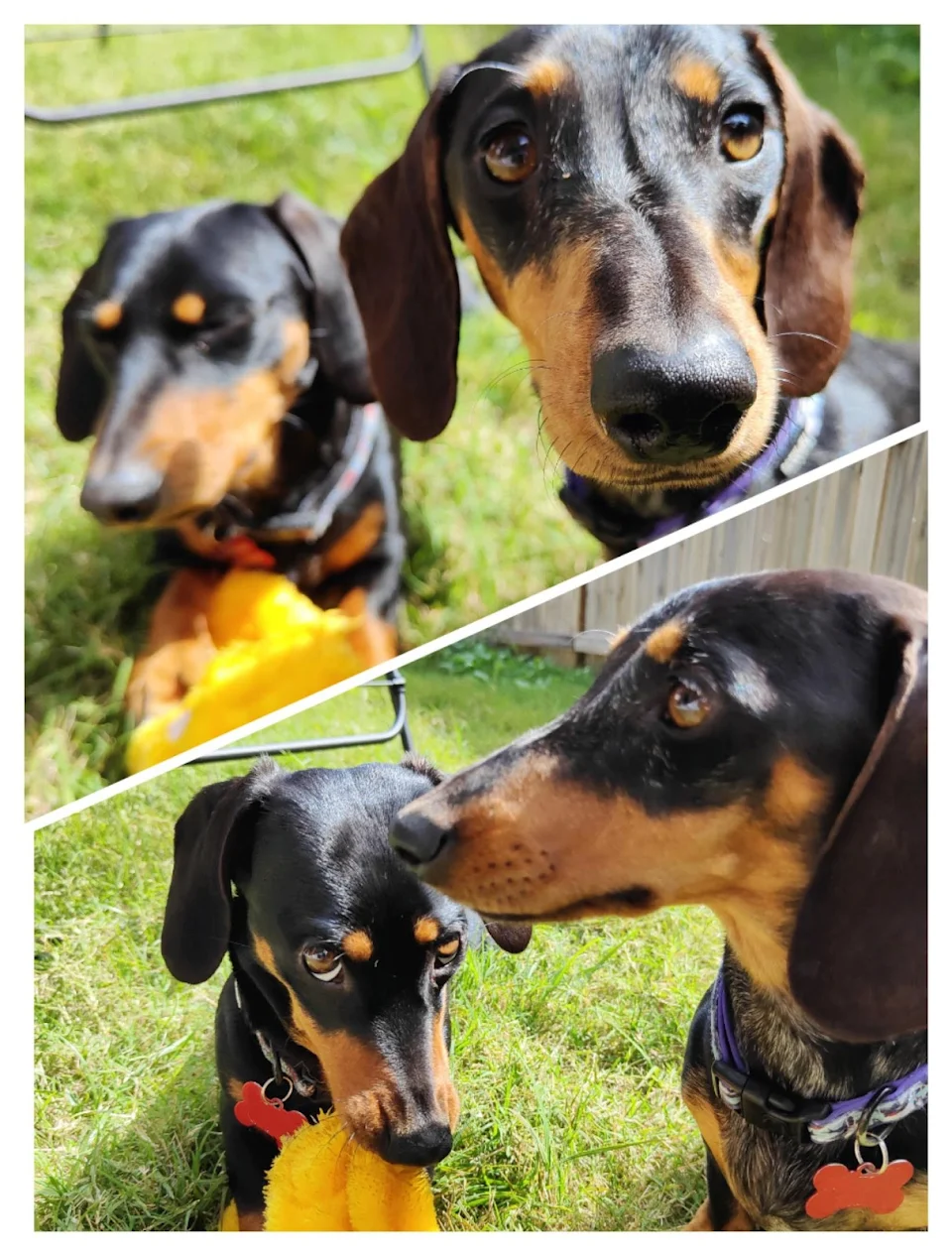 My sis adopted 1 year old Dachshund sisters from a rescue. Meet Winnie and Lucy.