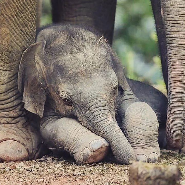 Sleepy baby elephant