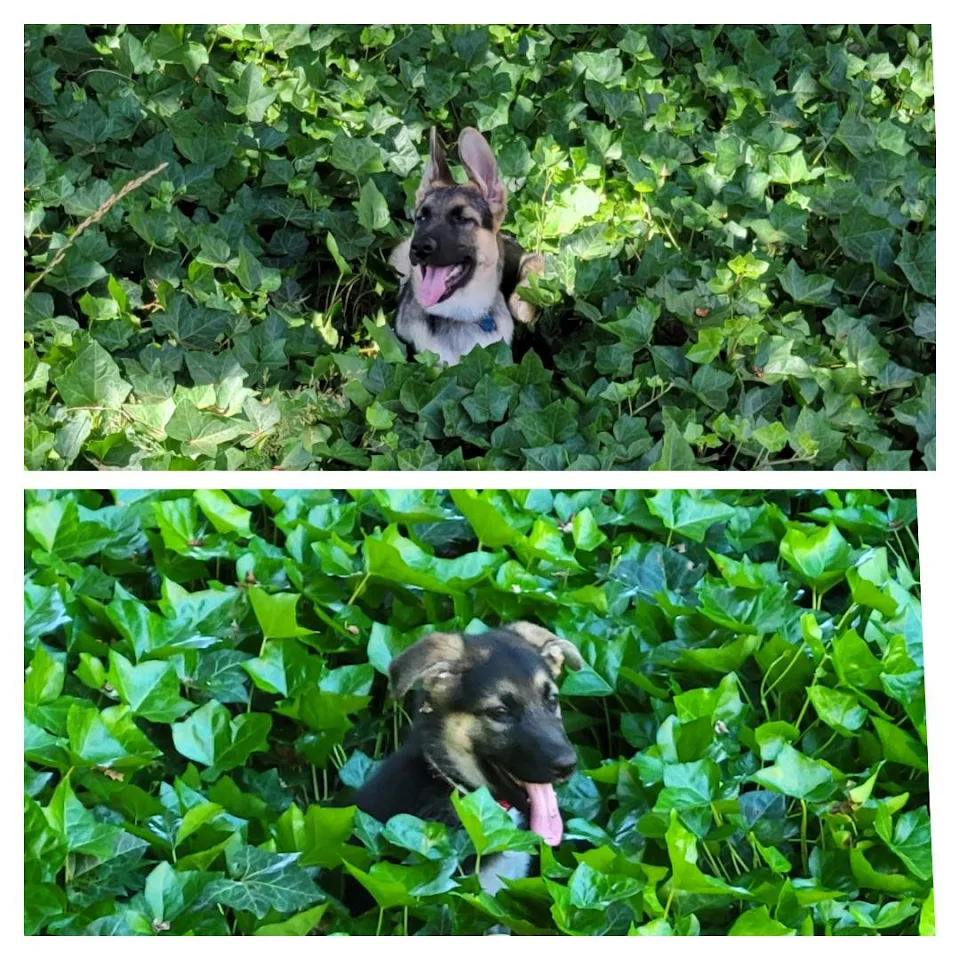 Lily in the Ivy.