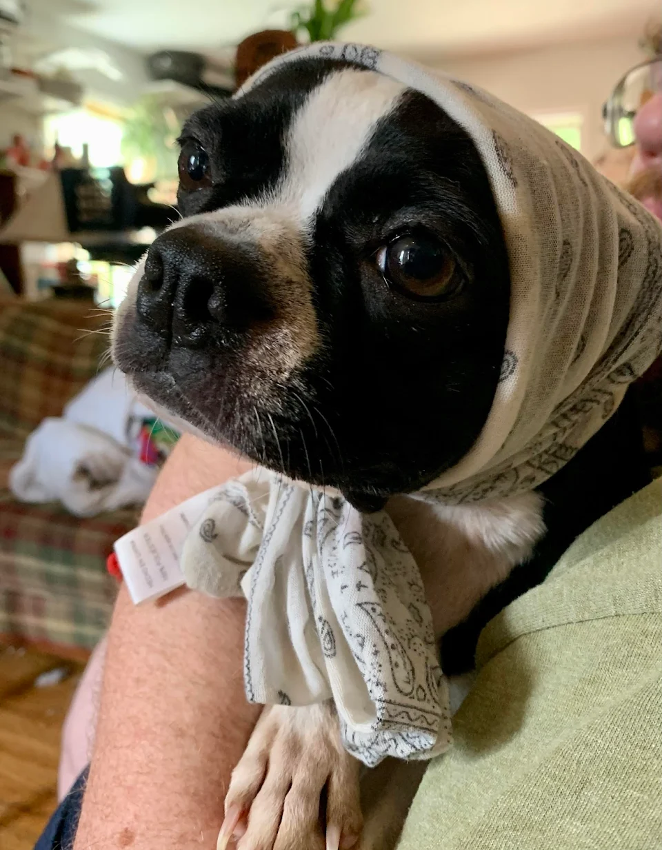 Getting her ear meds turns my Boston into Katrinya from the old country.