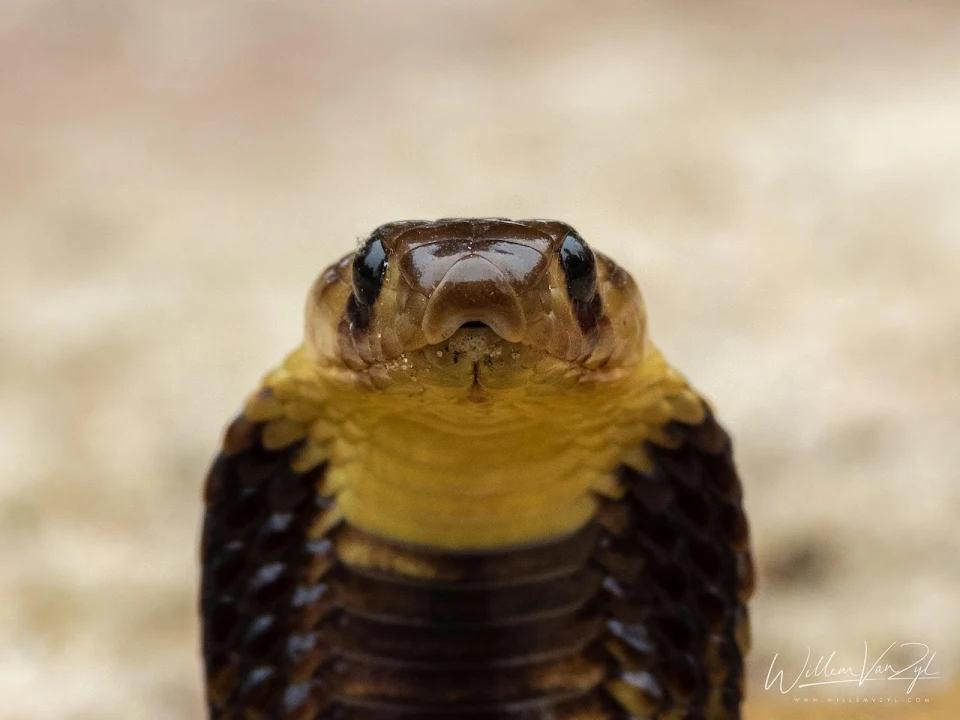 Baby Cape Cobra
