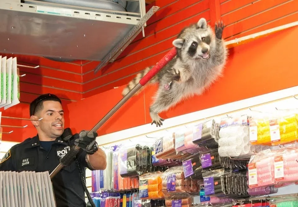 NPYD officer dealing with a raccoon