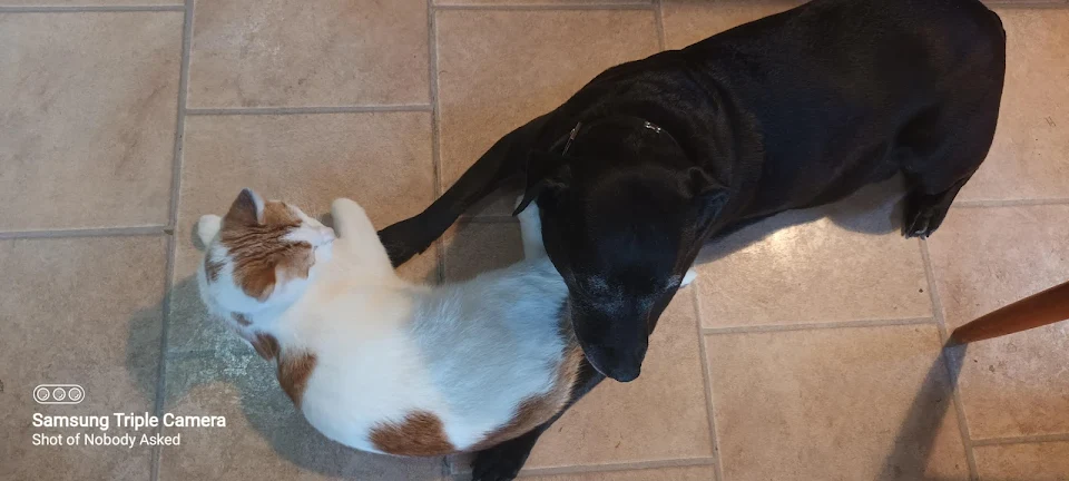 One of my cats and my dog