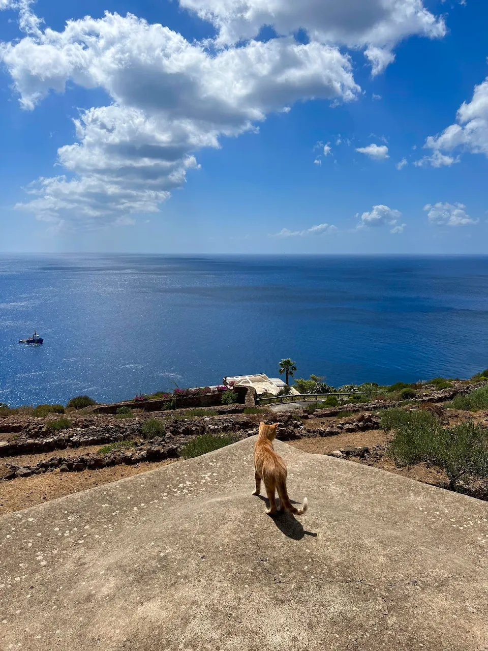 This kitten just welcomed me in Pantelleria, one of the most wildly beautiful Italian islands.