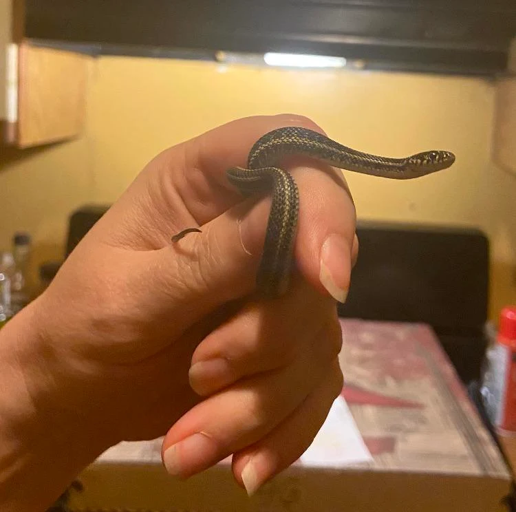 Baby garter snake I found to show my son & his new girlfriend. Hope she likes me!