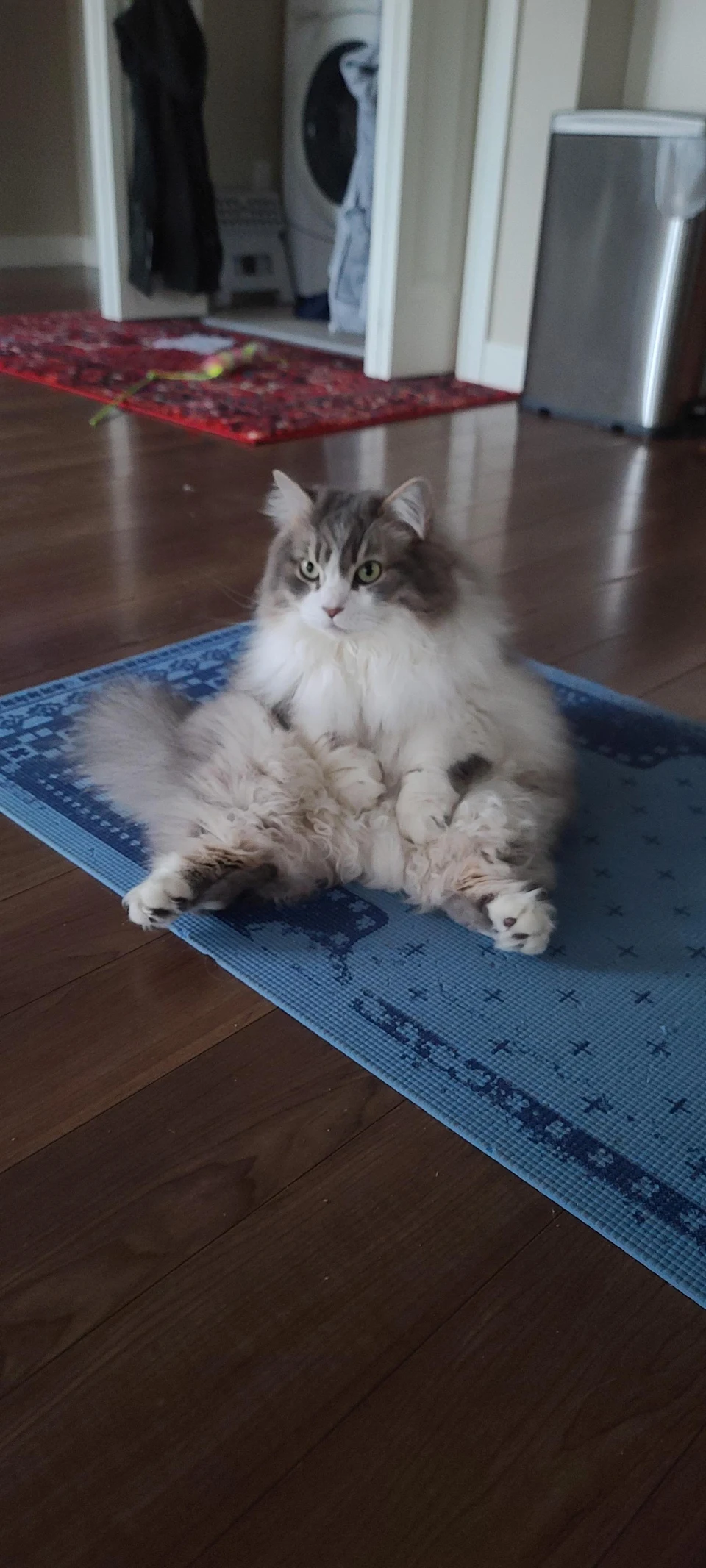 How my girlfriend's cat that that never stops meowing sits. Is this a normal cat thing?