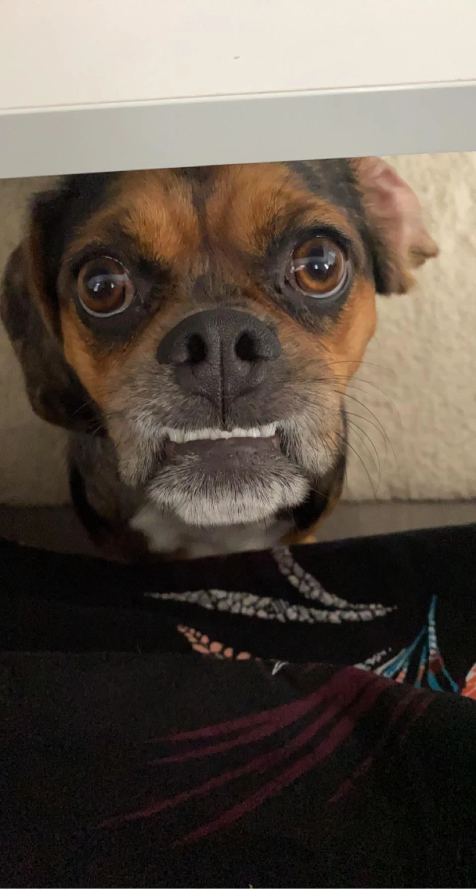 Celebrating my cake day with my goober Bonnie and her underbite 😬