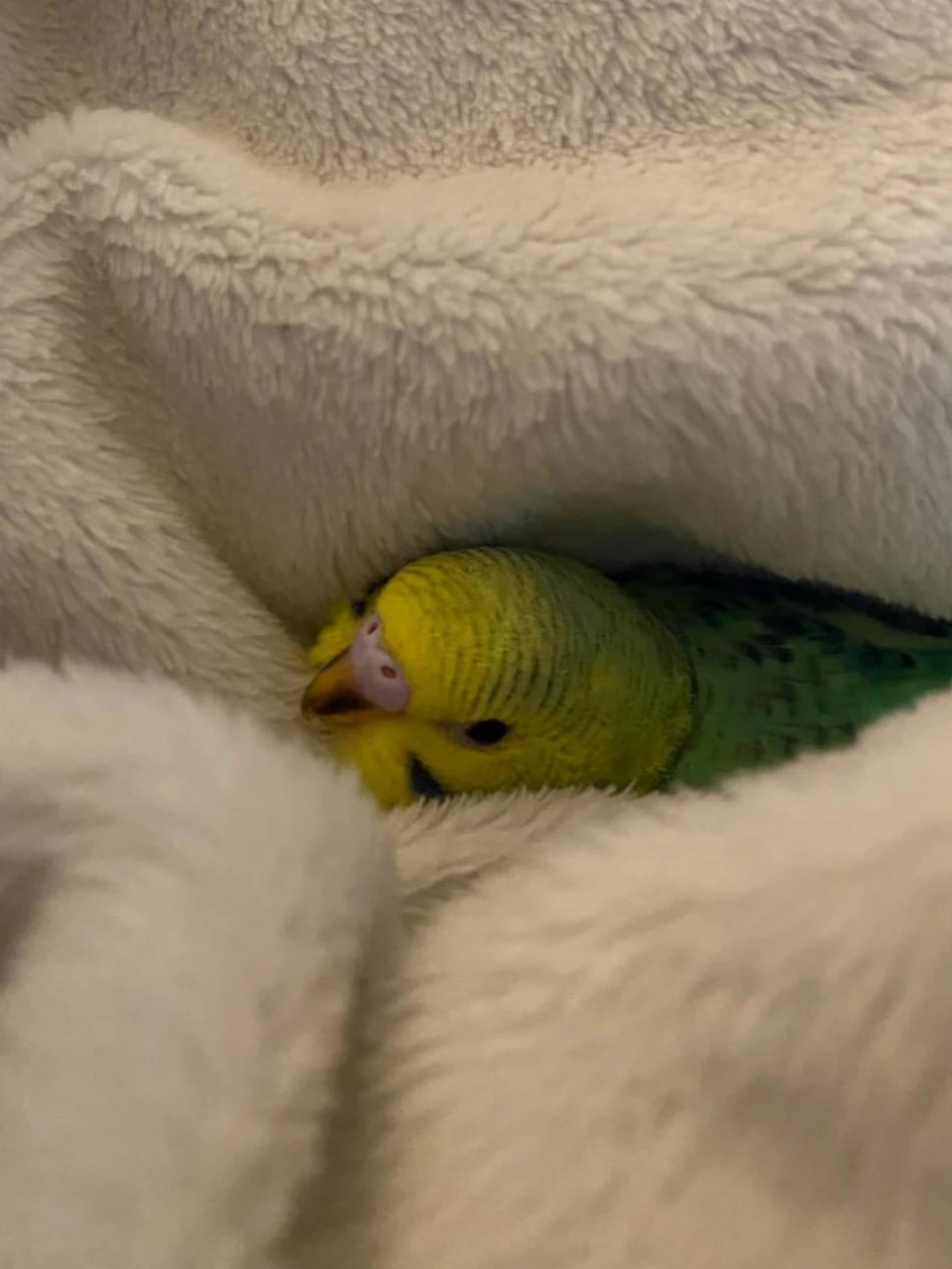 baby budgie snuggling in blanket