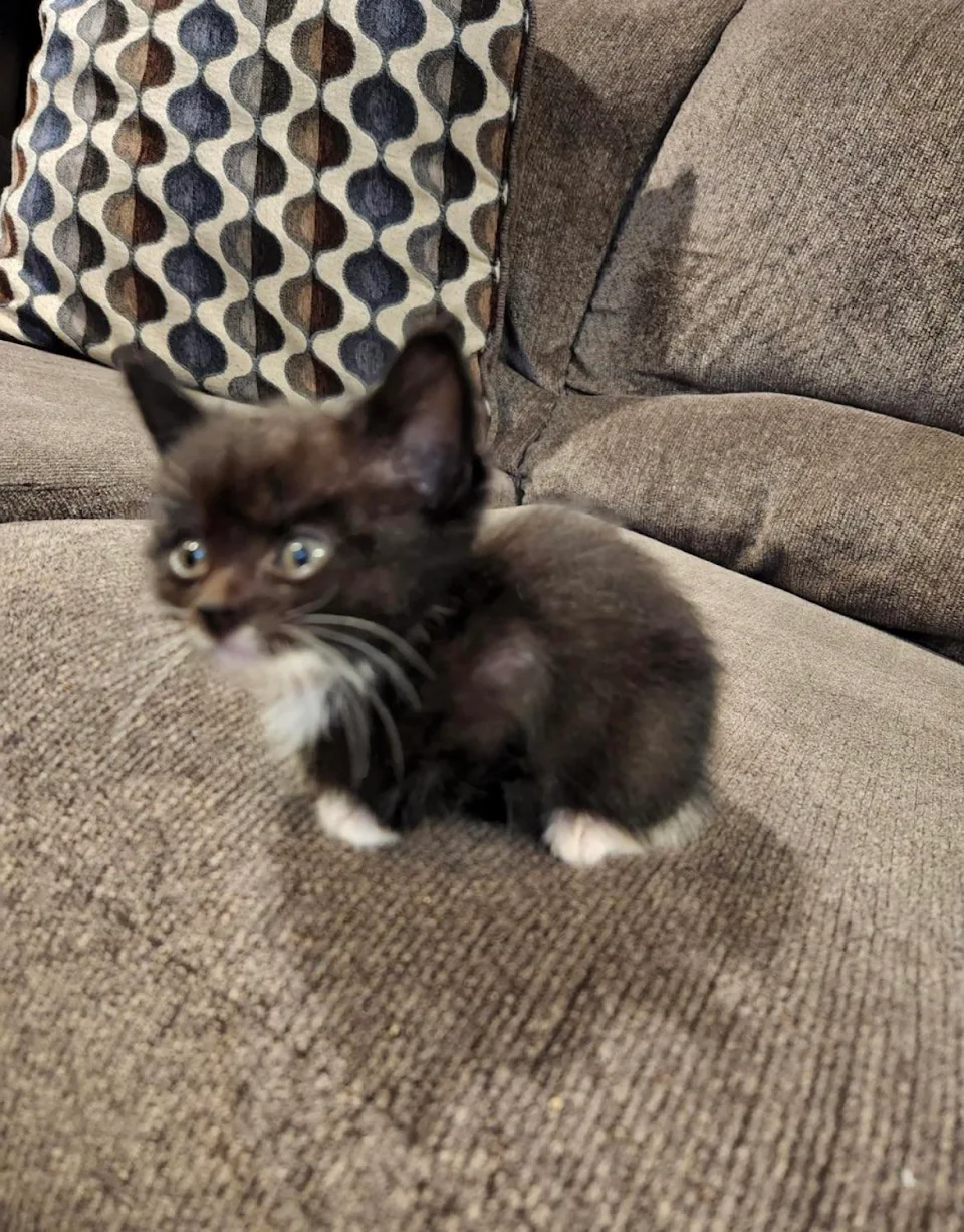I got a kitten today! His name is McChicken because I originally left the house for McDonalds, and then came home with a kitten. oops.